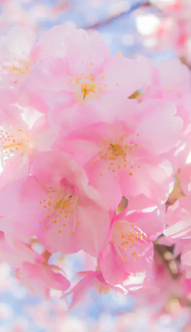 Nature wallpapers: sakura, macro, flowers, spring
