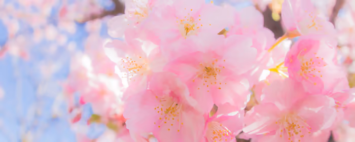 UltraWide 32:9 wallpapers (3840x1080): sakura, macro, flowers, spring