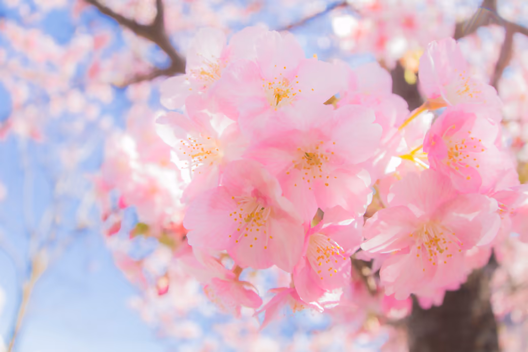 Pink sakura close-up - WUXGA wallpapers in 1920x1200 resolution