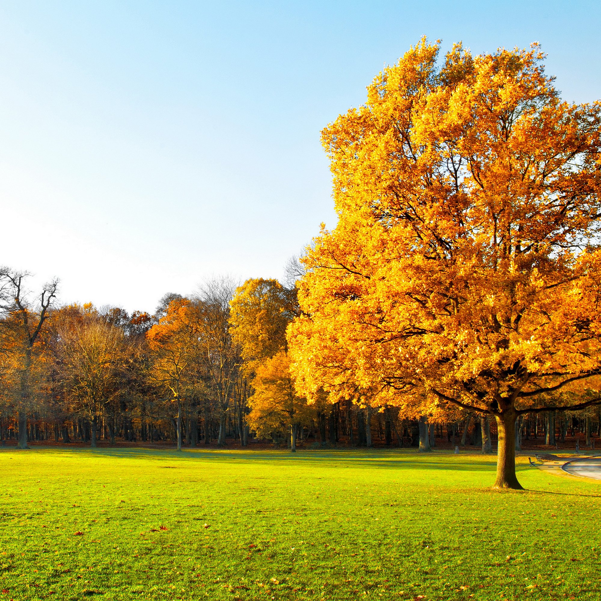 Lone autumn tree on green field - Wallpapers for Samsung/Xiaomi in 2000x2000 resolution
