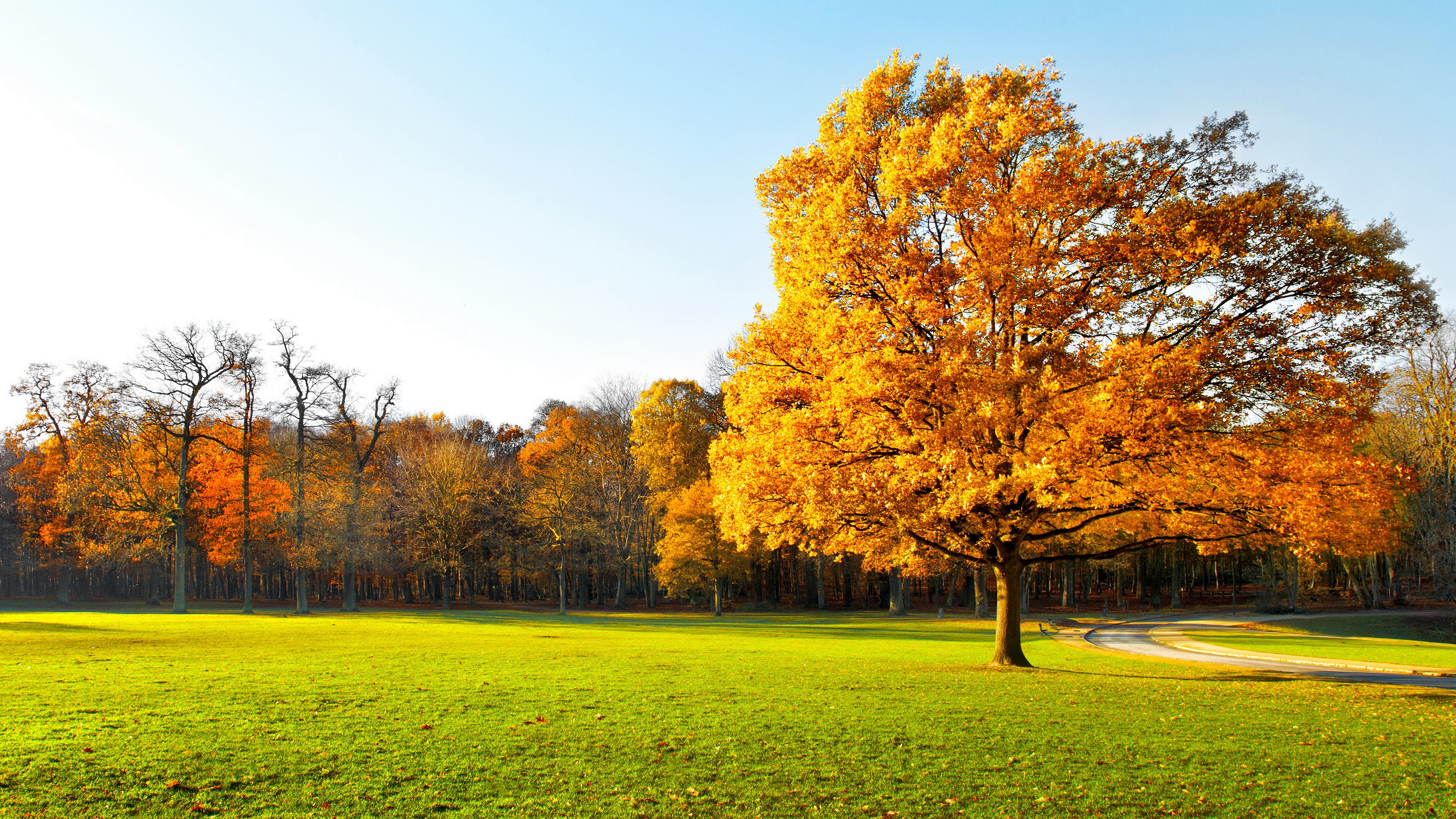 Lone autumn tree on green field - 5K wallpapers in 5120x2880 resolution