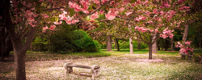 UltraWide 32:9 wallpapers (3840x1080): sakura, cherry blossoms, park, grass