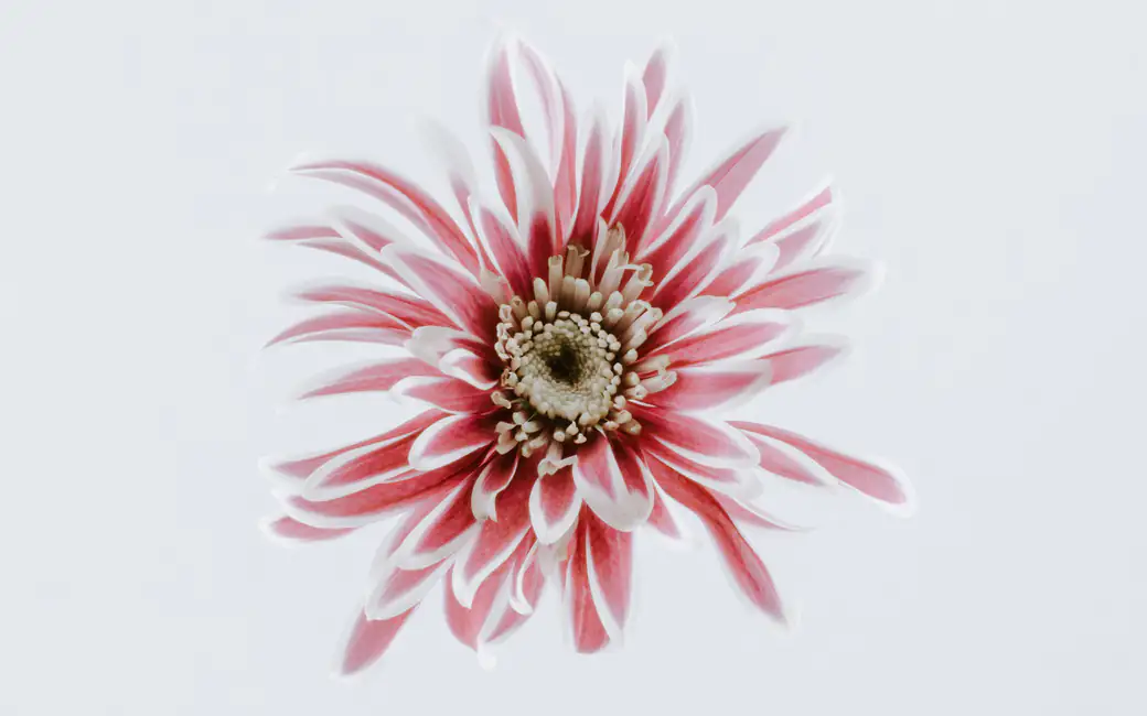 Pink Chrysanthemum — desktop and phone wallpaper, free download