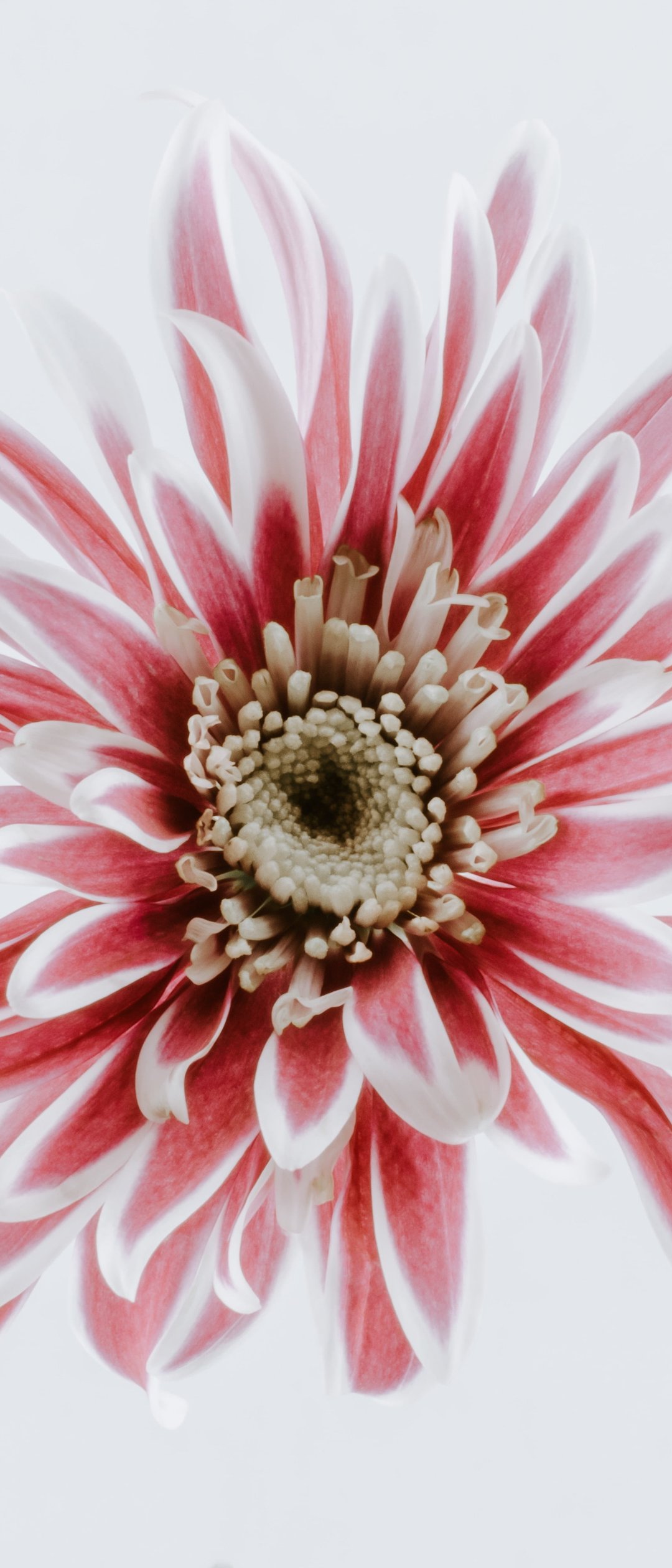 Pink Chrysanthemum - Wallpapers for Samsung Galaxy Z Flip7, Sony Xperia 5 II/5 III/5 V/10 IV/10 V, Xiaomi Mix Fold 3 in 1080x2520 resolution