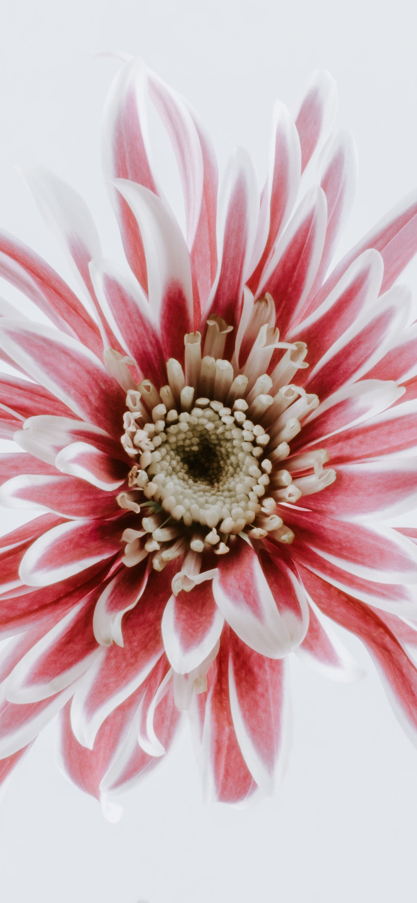 Pink Chrysanthemum - Wallpapers for Samsung Galaxy S24/S24 Ultra/S25 Ultra/S25+/S26 Ultra in 1440x3120 resolution