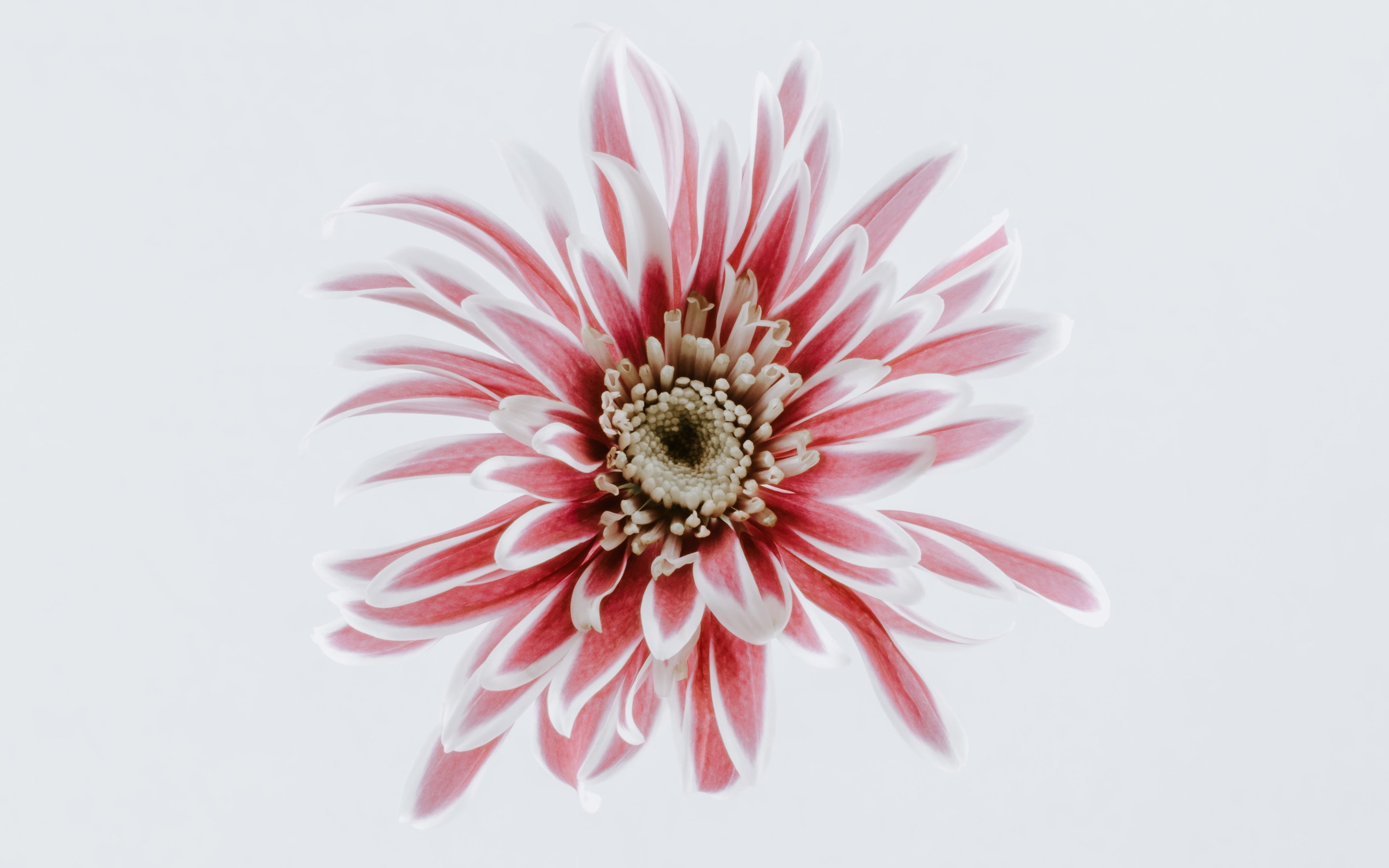 Pink Chrysanthemum - Wallpapers for Apple MacBook 15″ in 2880x1800 resolution