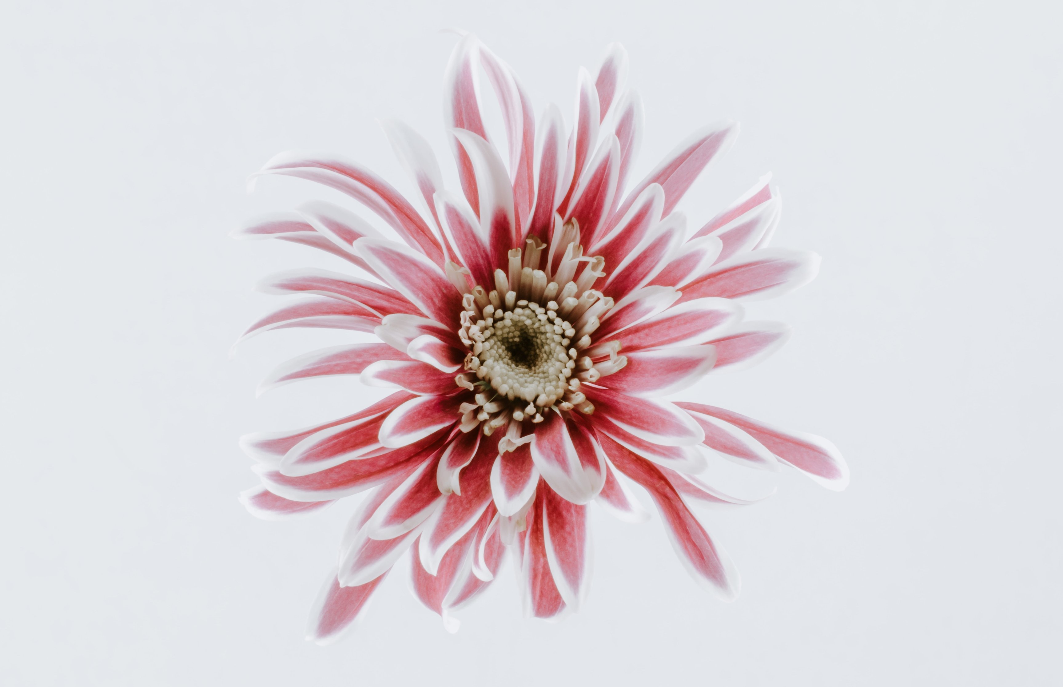 Pink Chrysanthemum - Wallpapers for Apple MacBook 16.2″ in 3456x2234 resolution