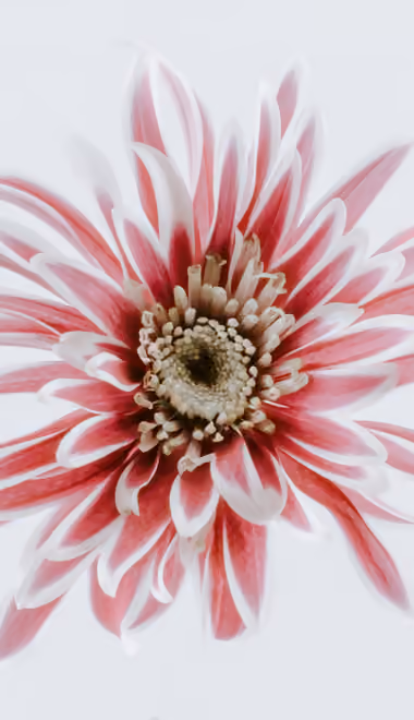 Nature wallpapers: chrysanthemum, macro, stamens, flowers
