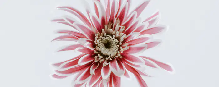 Nature wallpapers: chrysanthemum, macro, stamens, flowers
