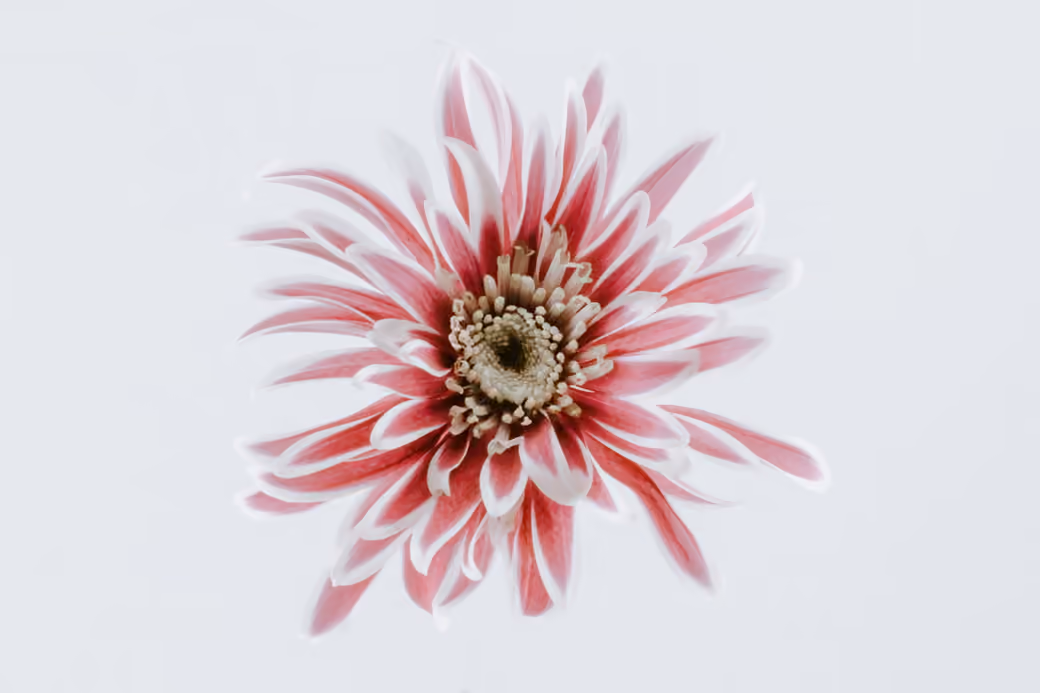 Pink Chrysanthemum - Wallpapers for Apple MacBook Air 13 M2″ in 2560x1664 resolution
