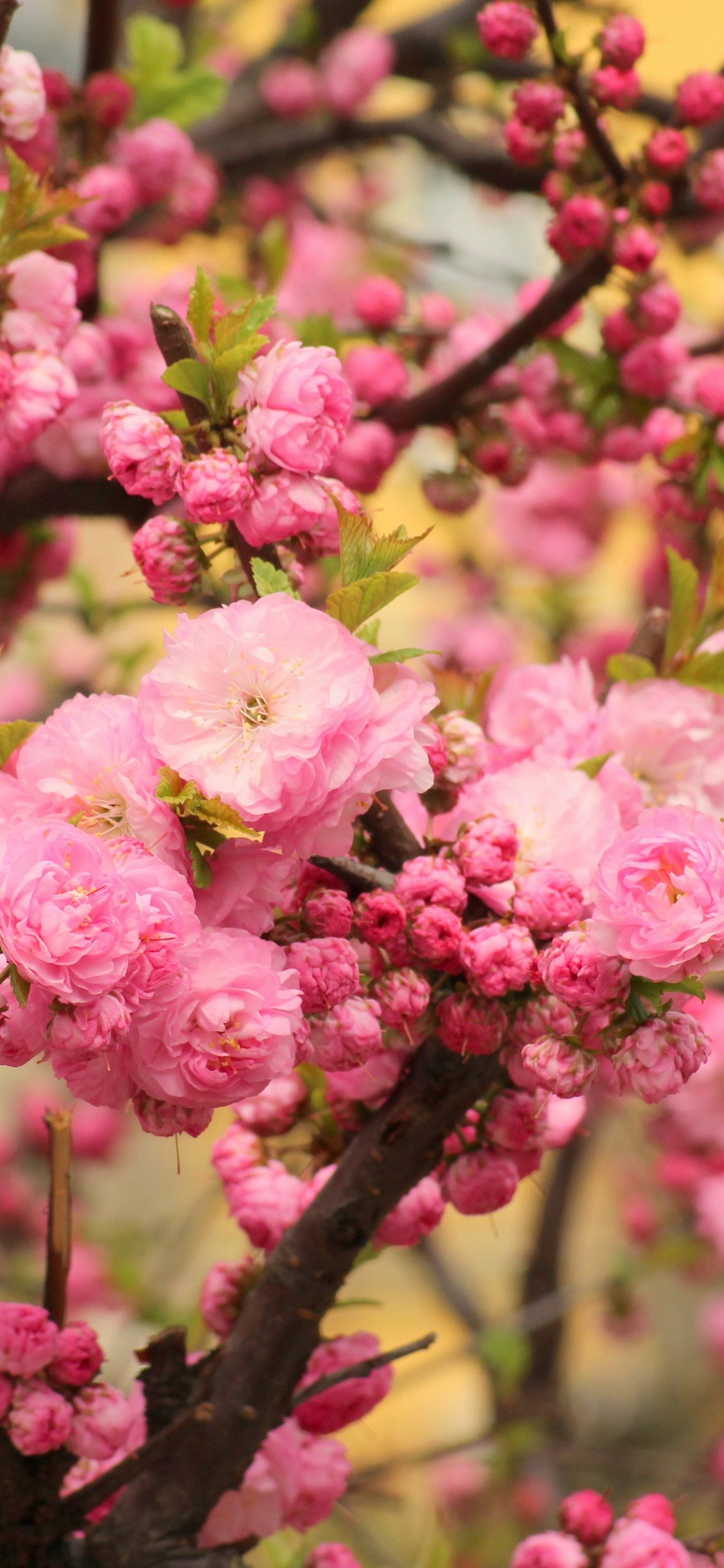 Pink sakura blossoms in spring - Wallpapers for iPhone X/XS/11 Pro in 1125x2436 resolution