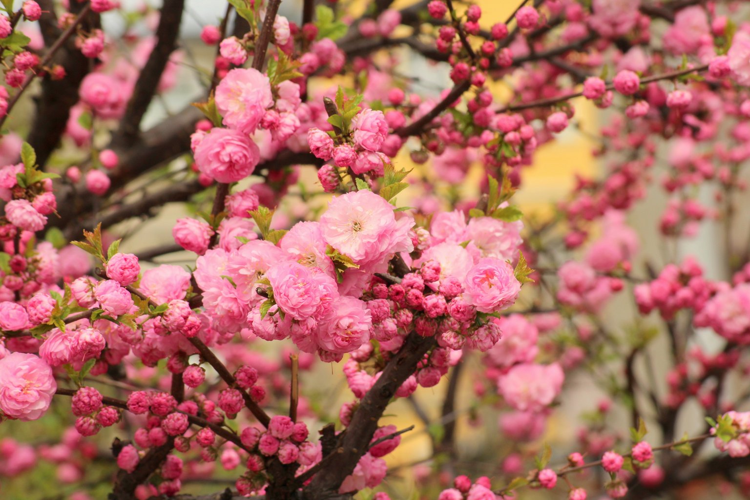 Pink sakura blossoms in spring - Microsoft Surface 12.4″ wallpapers in 1536x1024 resolution