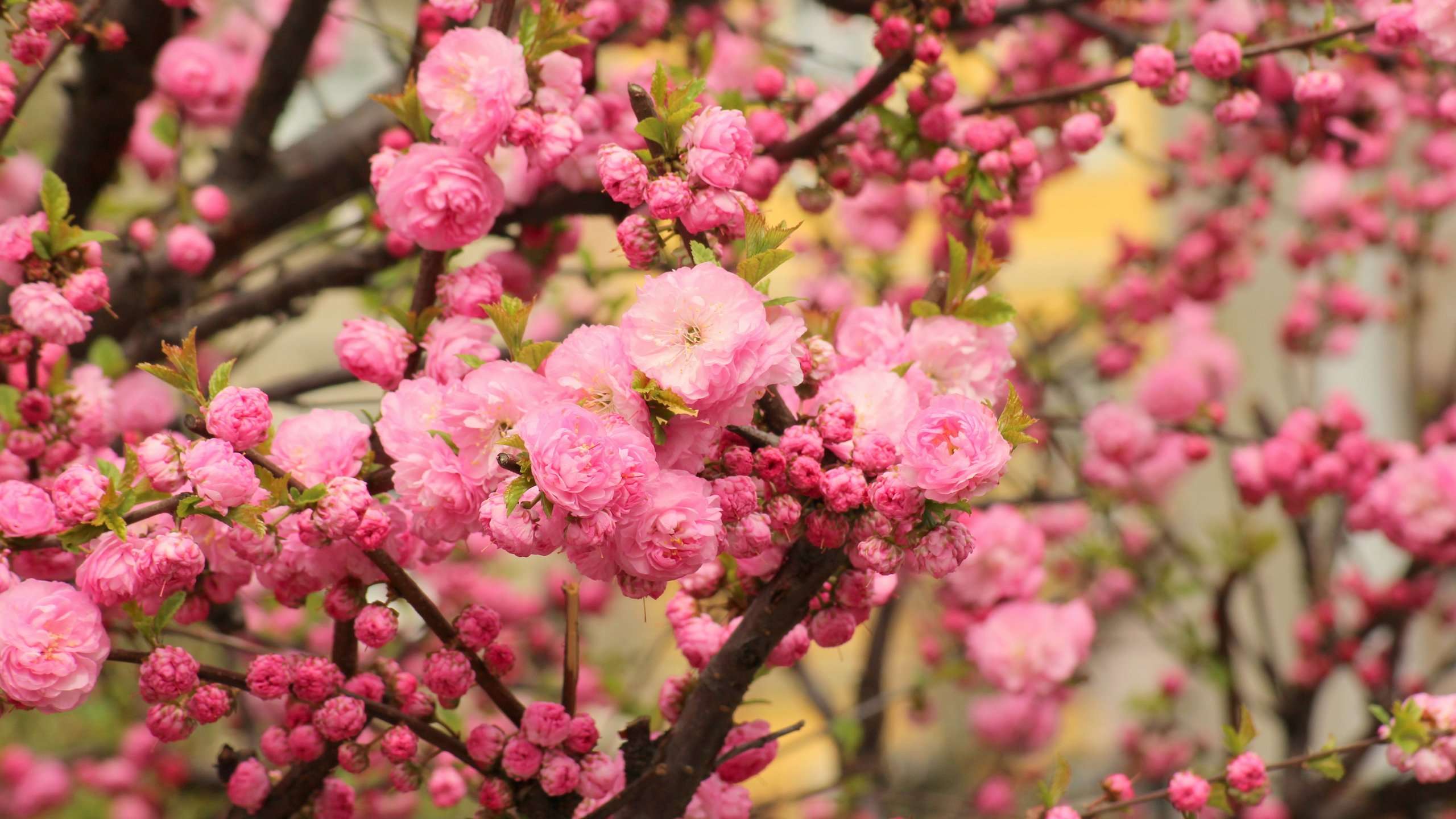 Pink sakura blossoms in spring - 2K Quad HD wallpapers in 2560x1440 resolution