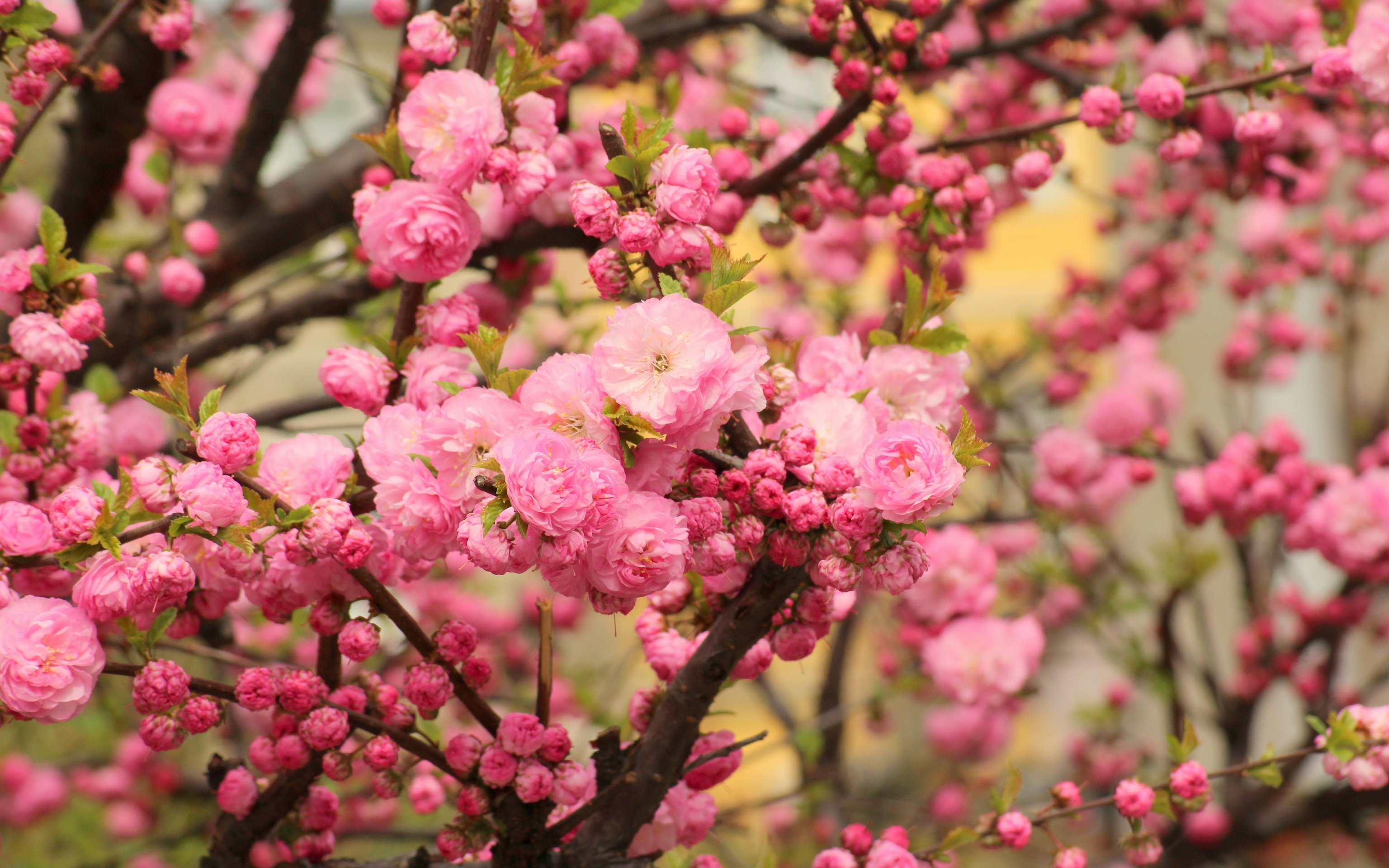 Pink sakura blossoms in spring - Wallpapers for Apple MacBook 16″ in 3072x1920 resolution