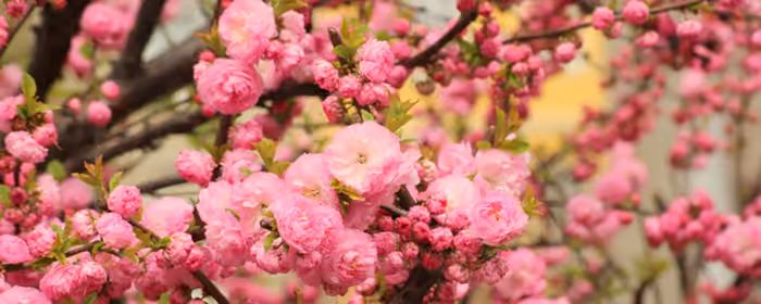 Nature wallpapers: sakura, spring, branch, flowers