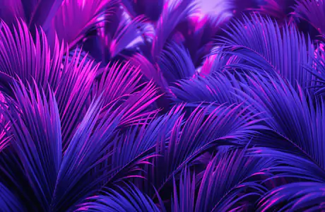 Nature wallpapers: palms, leaves, tropics, neon