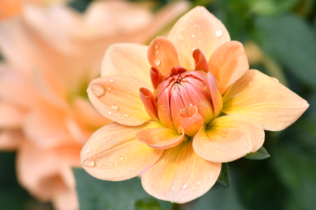 Yellow Dahlia Bud — desktop and phone wallpaper, free download