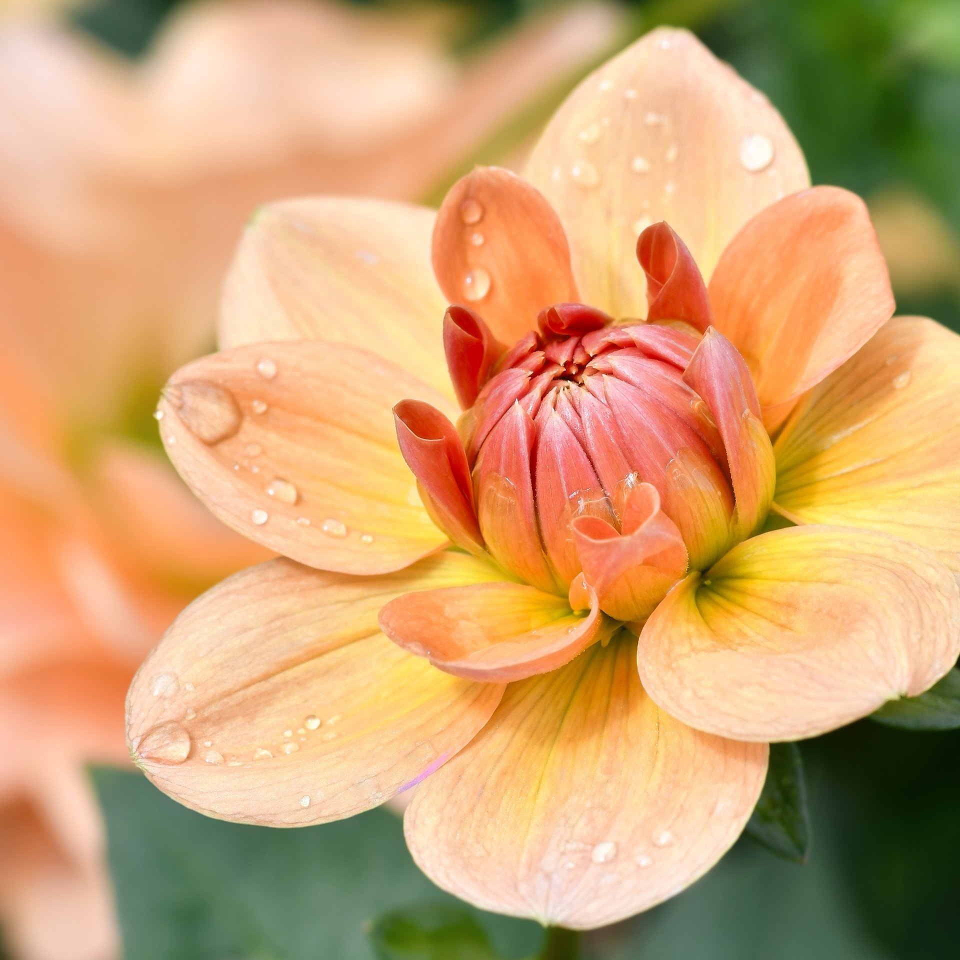 Yellow Dahlia Bud - Wallpapers for Samsung Galaxy Tab in 1920x1920 resolution