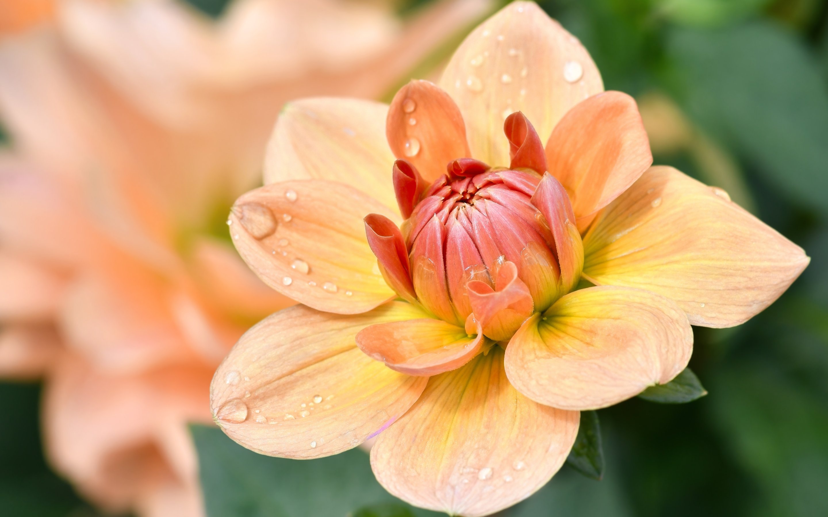 Yellow Dahlia Bud - Wallpapers for Apple MacBook 15″ in 2880x1800 resolution