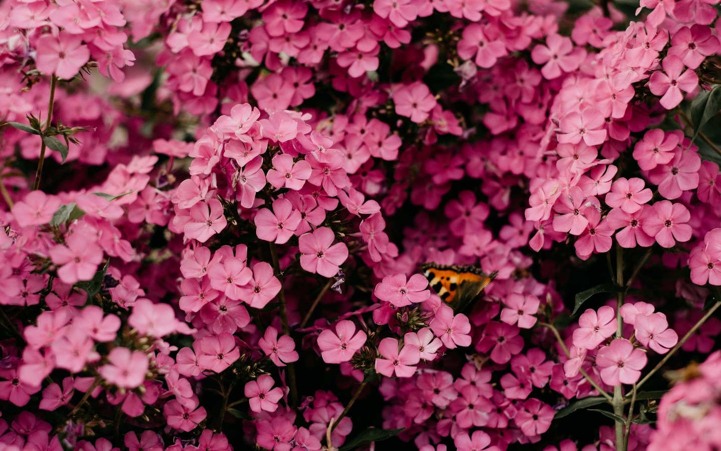 Vibrant Pink Flowers with Butterfly Amidst Them