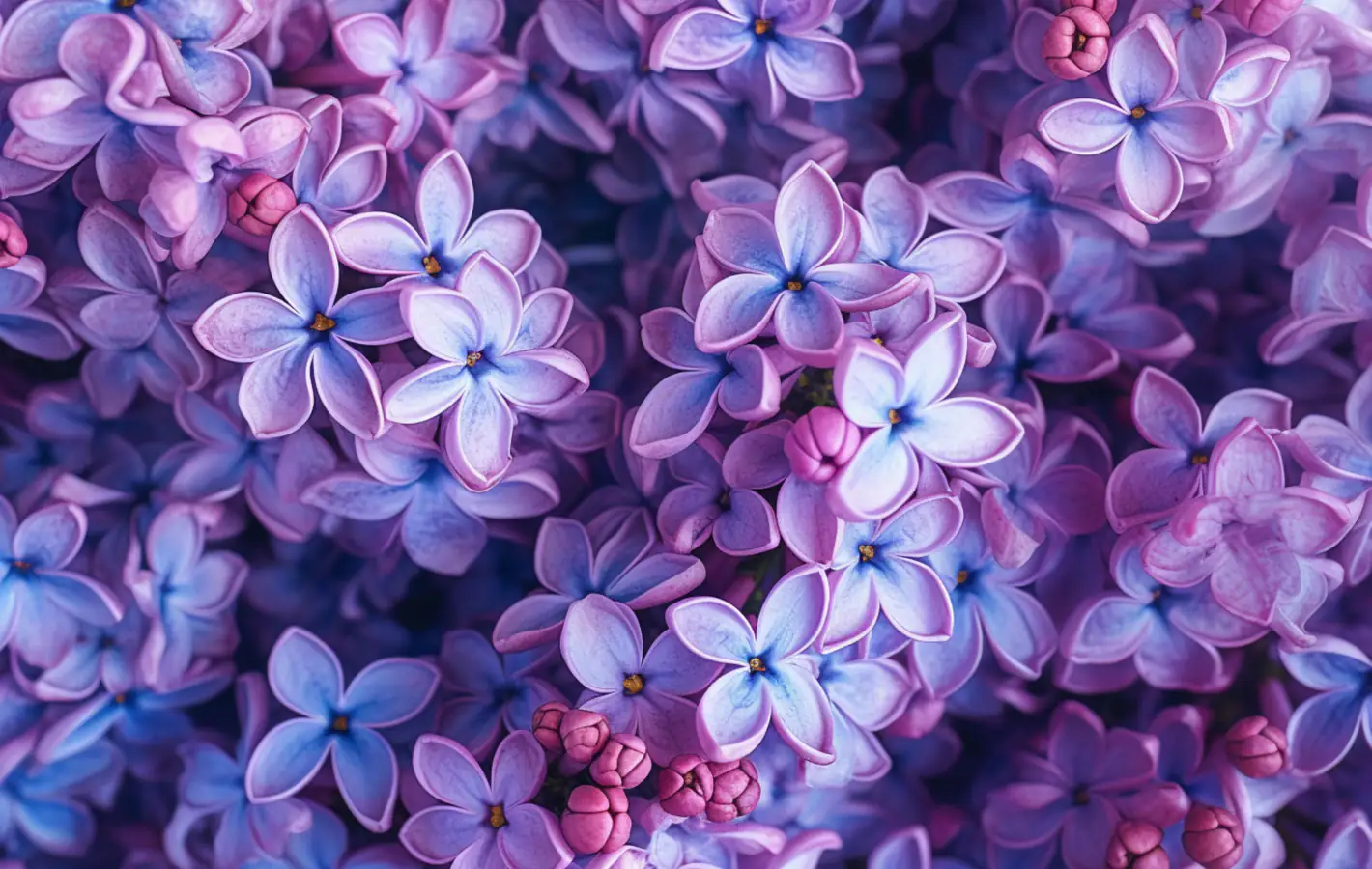 Bright blooming lilac — desktop and phone wallpaper, free download