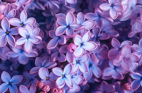 Nature wallpapers: lilac bush, spring, flowers, close-up