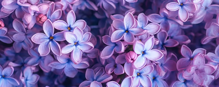Nature wallpapers: lilac bush, spring, flowers, close-up