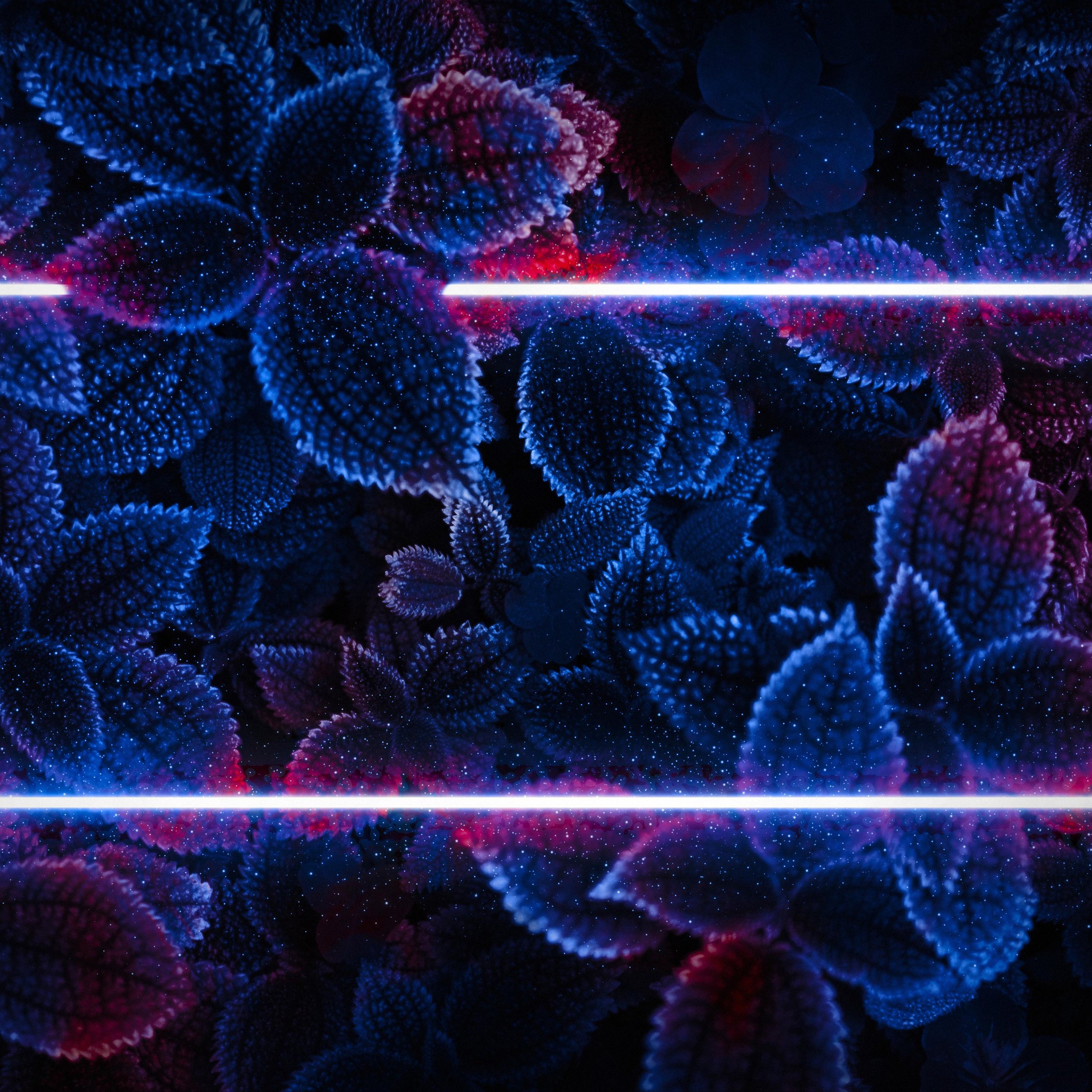 Leaves with neon light - Wallpapers for Samsung Galaxy Tab S9 FE+/Tab S11, Xiaomi Pad 5, Redmi Pad 2 Pro, POCO Pad in 2560x2560 resolution