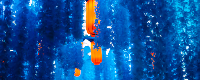 Dual Monitor Wallpapers (7680x2160): lantern, petals, night, flowers