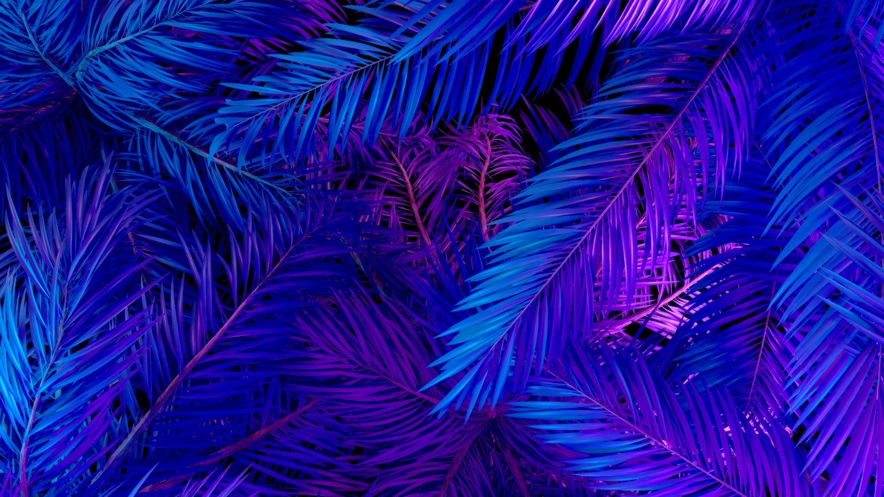 Neon-lit tropical leaves - HDV 720p wallpapers in 1280x720 resolution