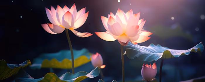Nature wallpapers: lotus, night, flowers, petals