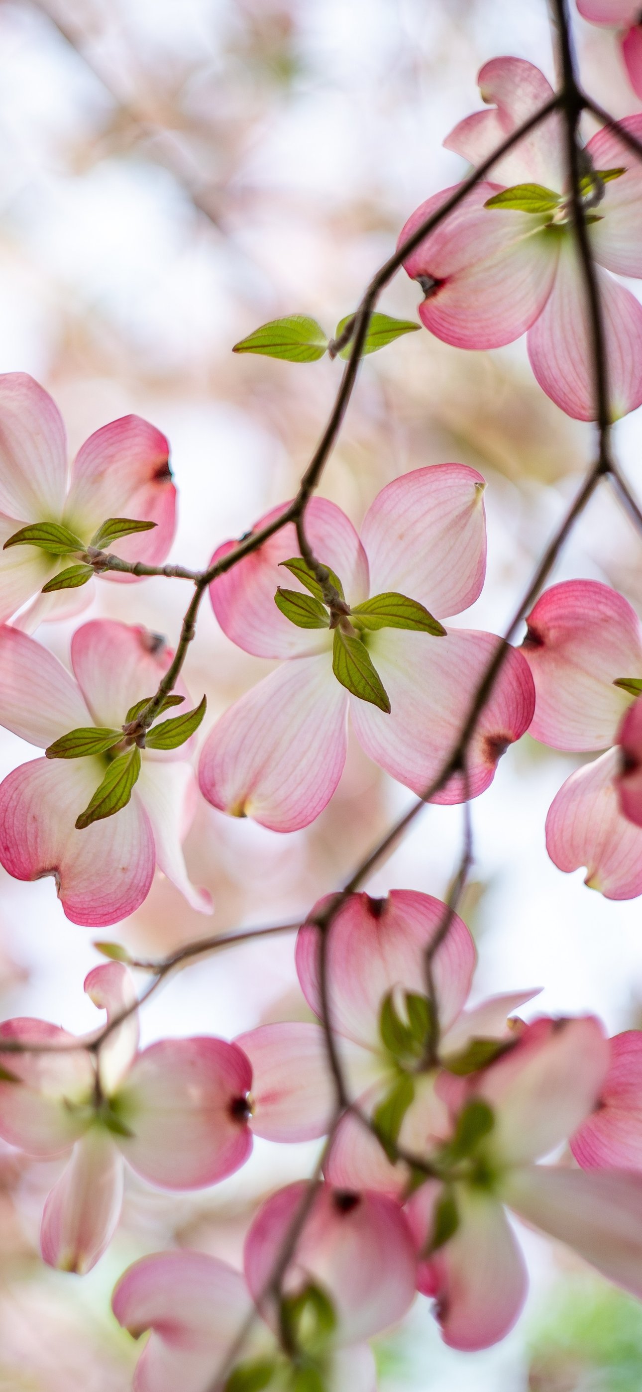Pink Dogwood Tree Flowers - Wallpapers for iPhone 15 Pro Max/14 Pro Max in 1290x2796 resolution