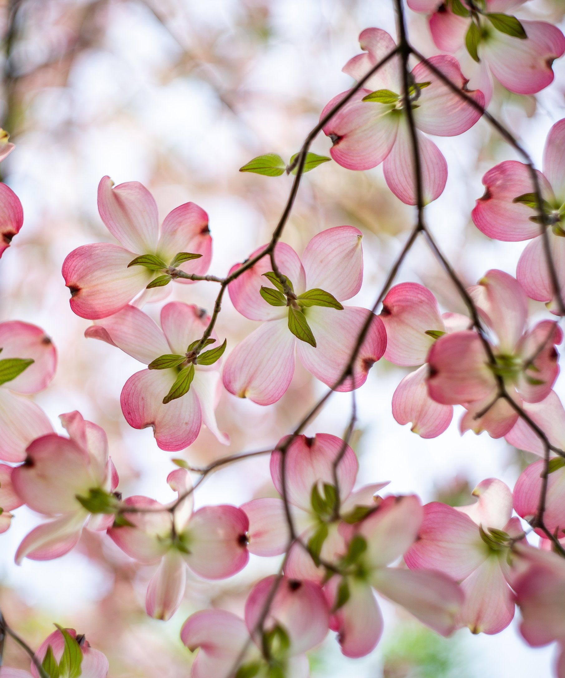 Pink Dogwood Tree Flowers - Wallpapers for Samsung Galaxy Z Fold4/Z Fold5/Z Fold6 in 1812x2176 resolution