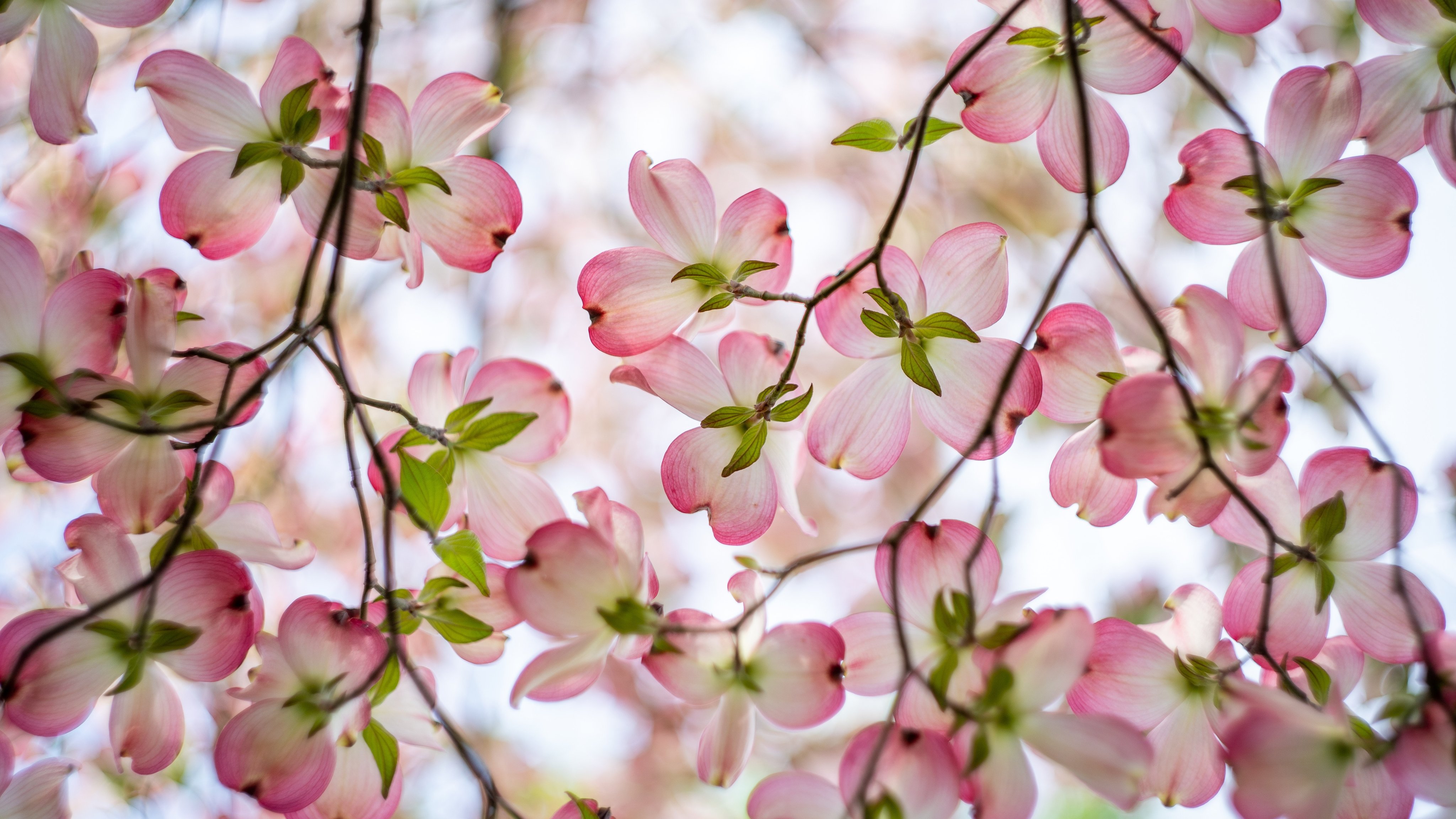 Pink Dogwood Tree Flowers - Wallpapers for Apple iMac 21.5″ in 4096x2304 resolution
