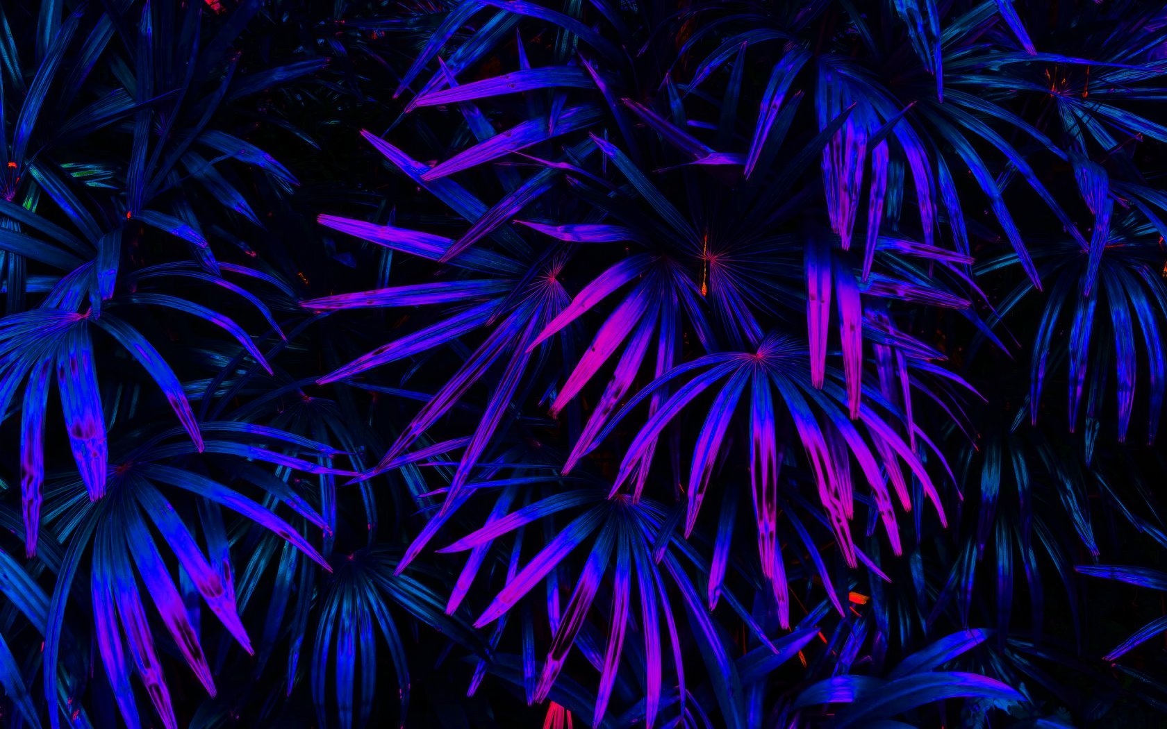 Neon illuminated palm leaves - WSXGA+ wallpapers in 1680x1050 resolution