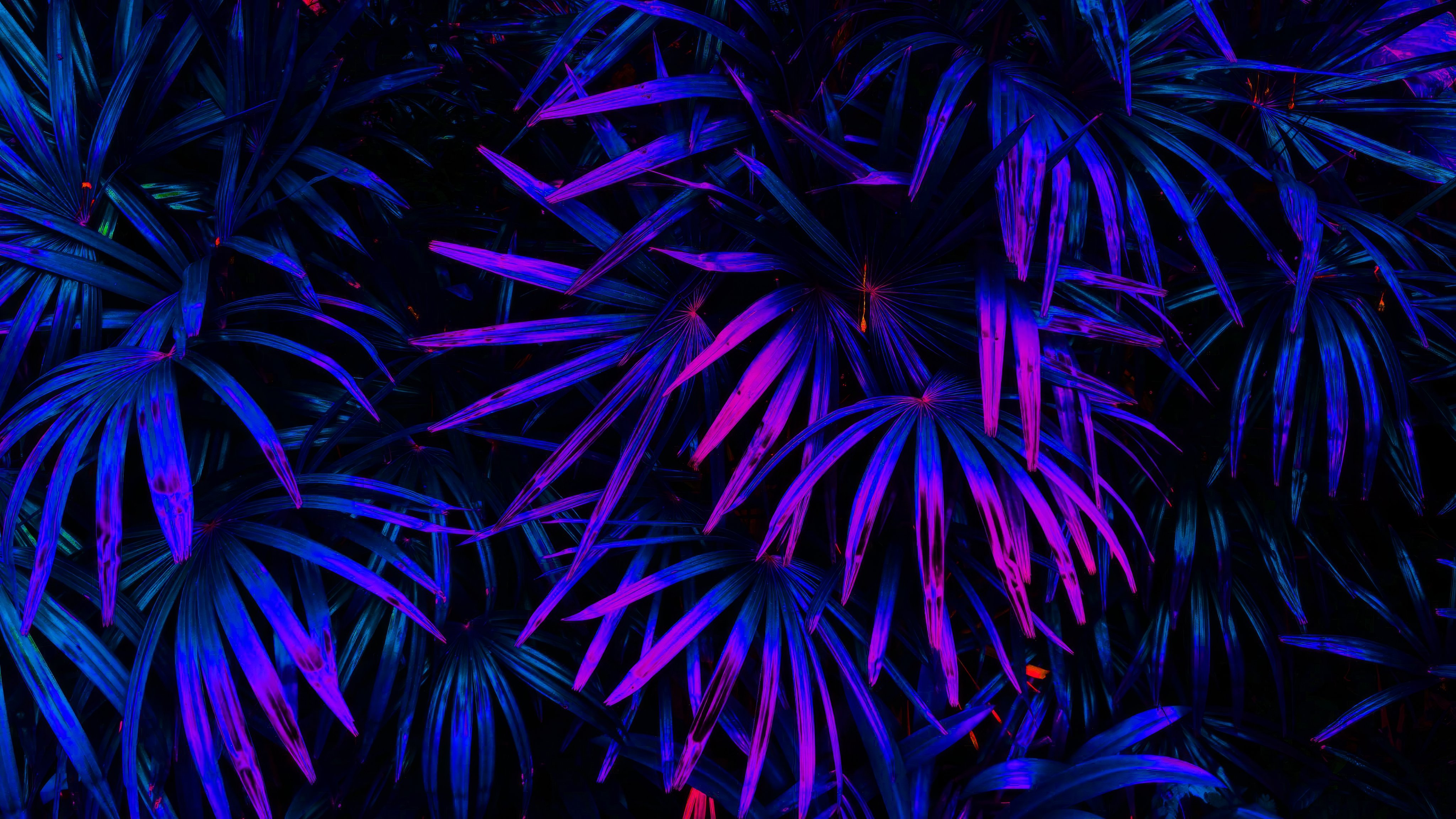 Neon illuminated palm leaves - Wallpapers for Apple iMac 21.5″ in 4096x2304 resolution