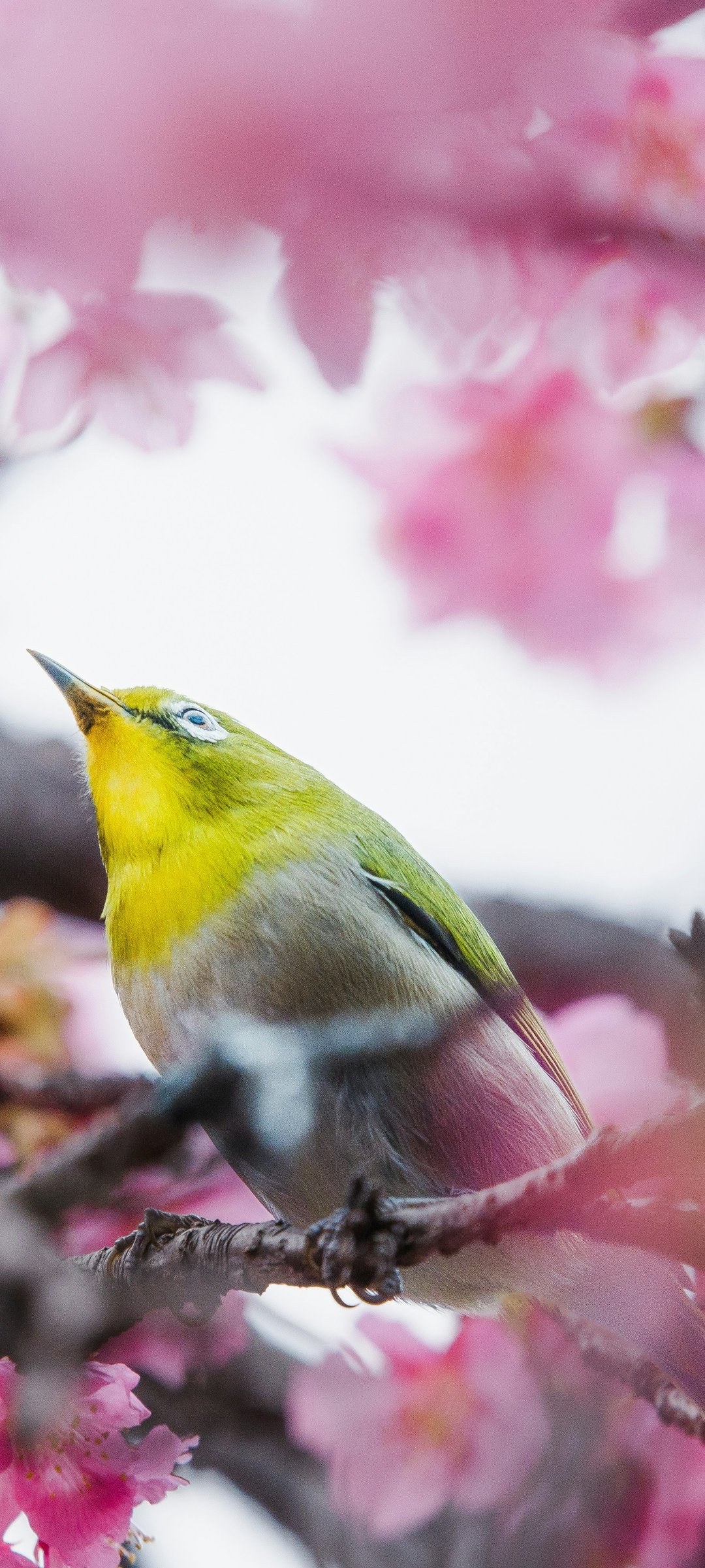 Canary perched on cherry blossom branch - Wallpapers for Samsung Galaxy M55, POCO M4/X4/X5, Xiaomi Redmi 12/13/Note 13/Note 14/Note 14S in 1080x2400 resolution