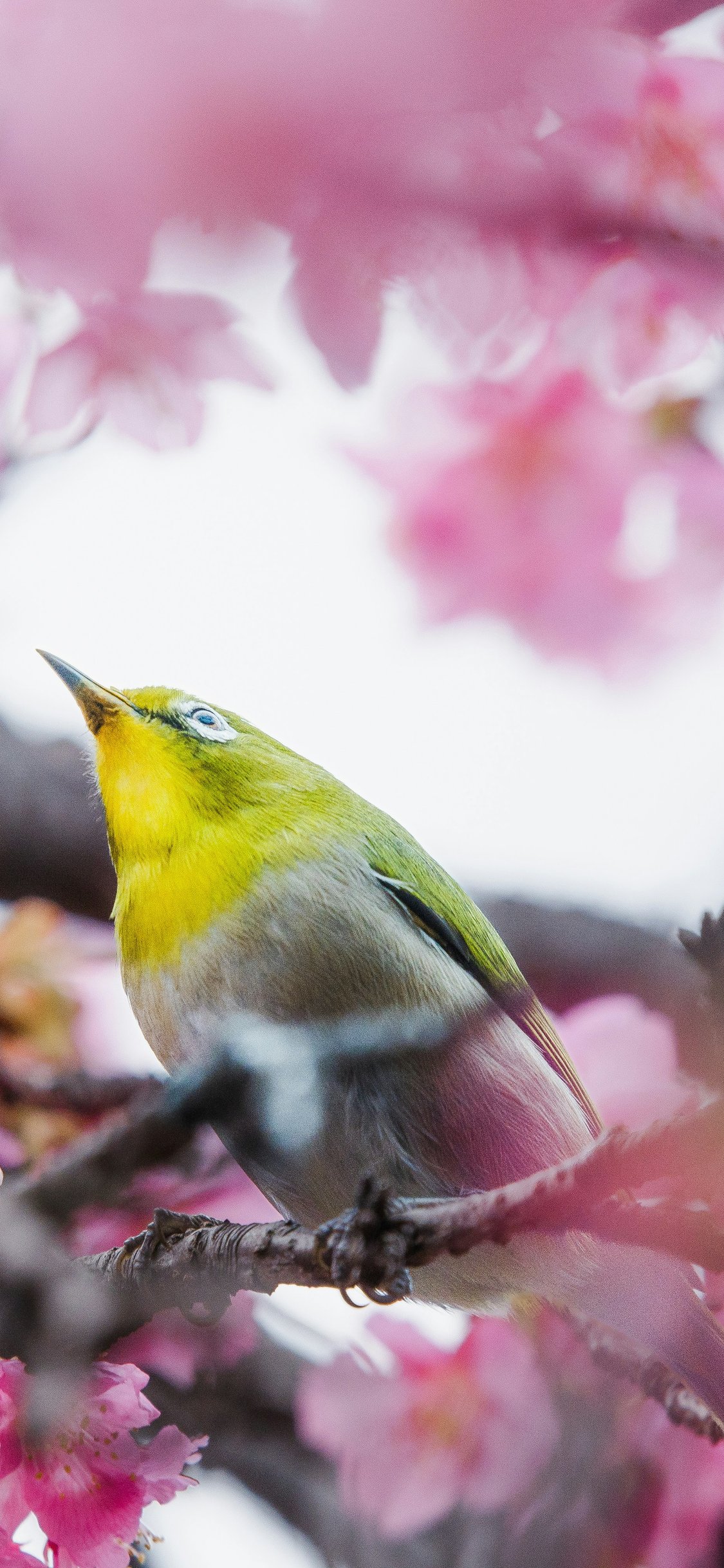 Canary perched on cherry blossom branch - Wallpapers for iPhone X/XS/11 Pro in 1125x2436 resolution
