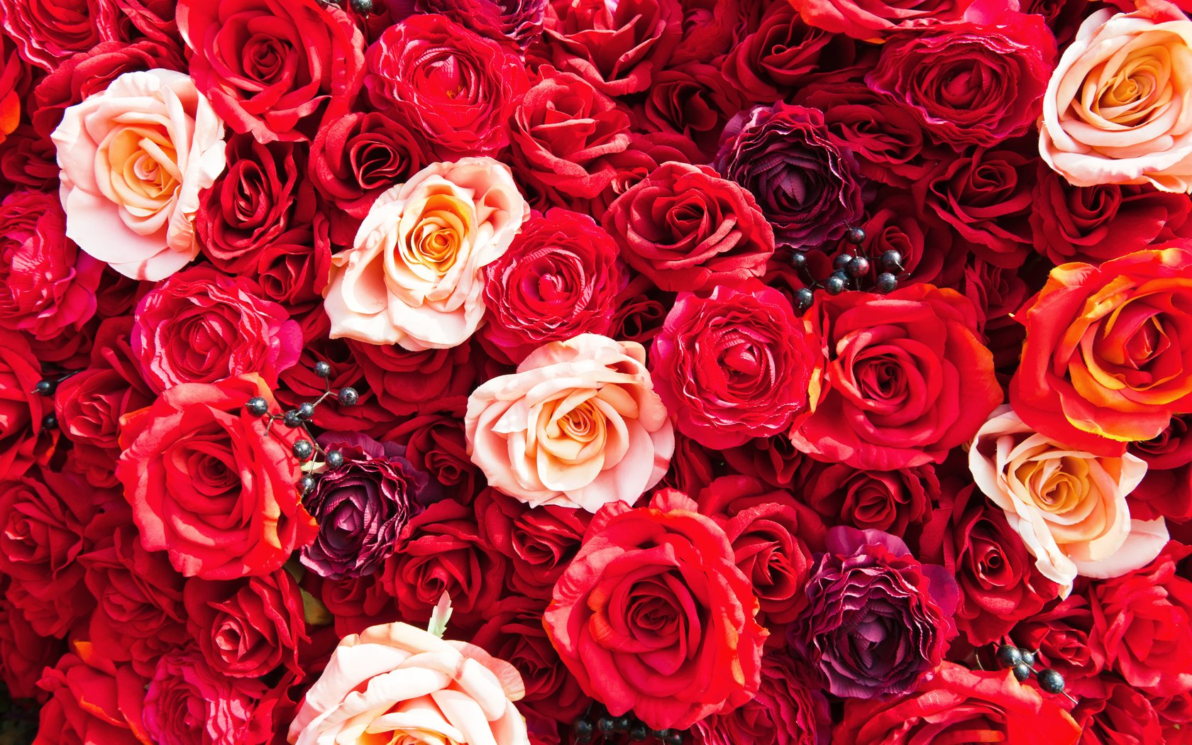 Bouquet of lush red and peach roses - WSXGA+ wallpapers in 1680x1050 resolution