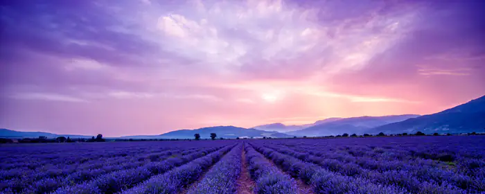 Nature wallpapers: lavender, field, horizon, sunset