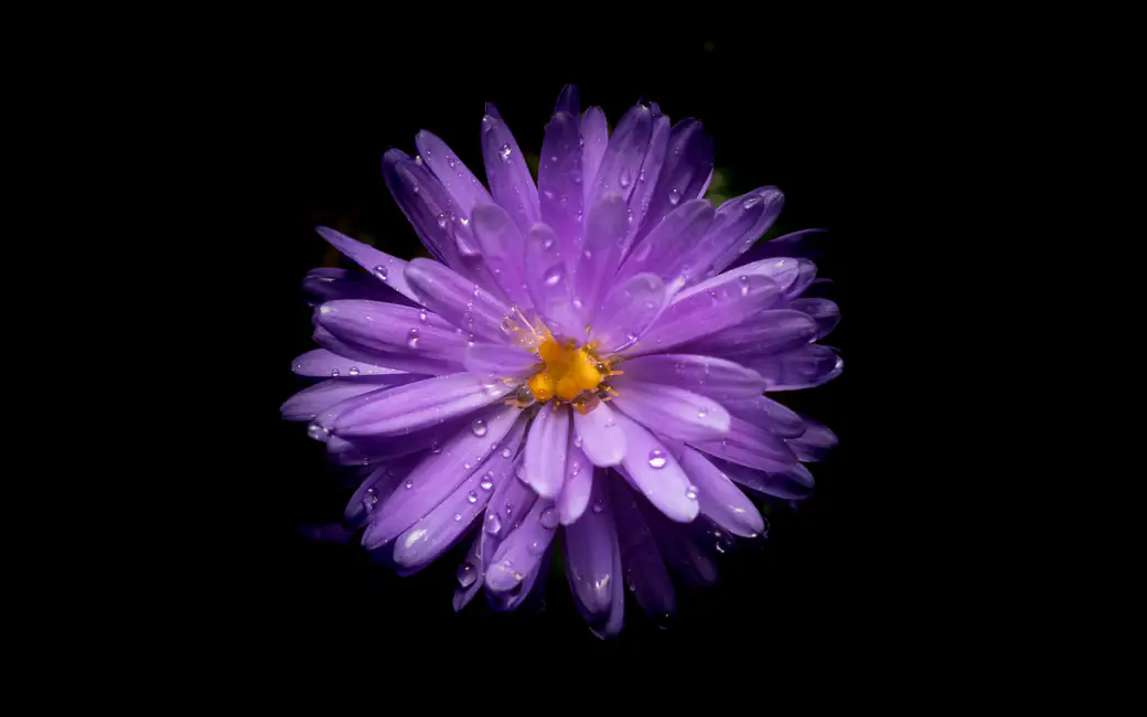 Bright purple aster — desktop and phone wallpaper, free download