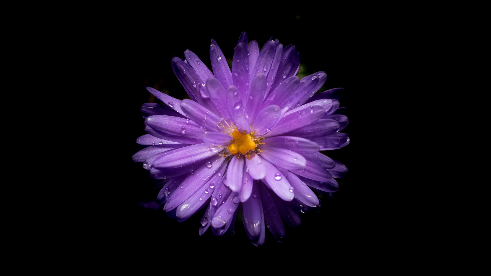 Bright purple aster - Full HD wallpapers in 1920x1080 resolution