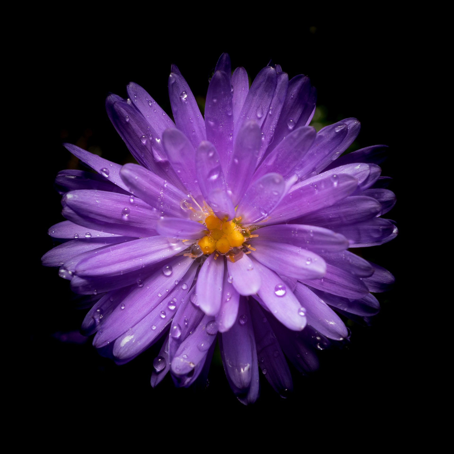 Bright purple aster - Wallpapers for Samsung Galaxy Tab in 1920x1920 resolution