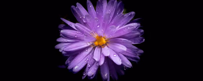 UltraWide 32:9 wallpapers (5120x1440): aster, flowers, stamens, macro