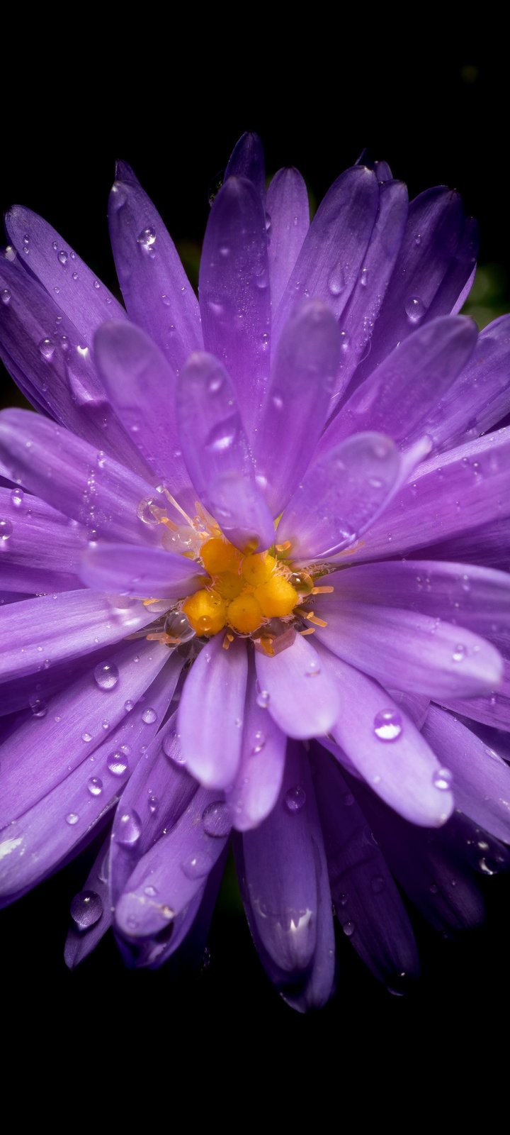 Bright purple aster - Wallpapers for Xiaomi Redmi 10C/C40/C51, Samsung Galaxy A12/A02s/A03/M12 in 720x1600 resolution