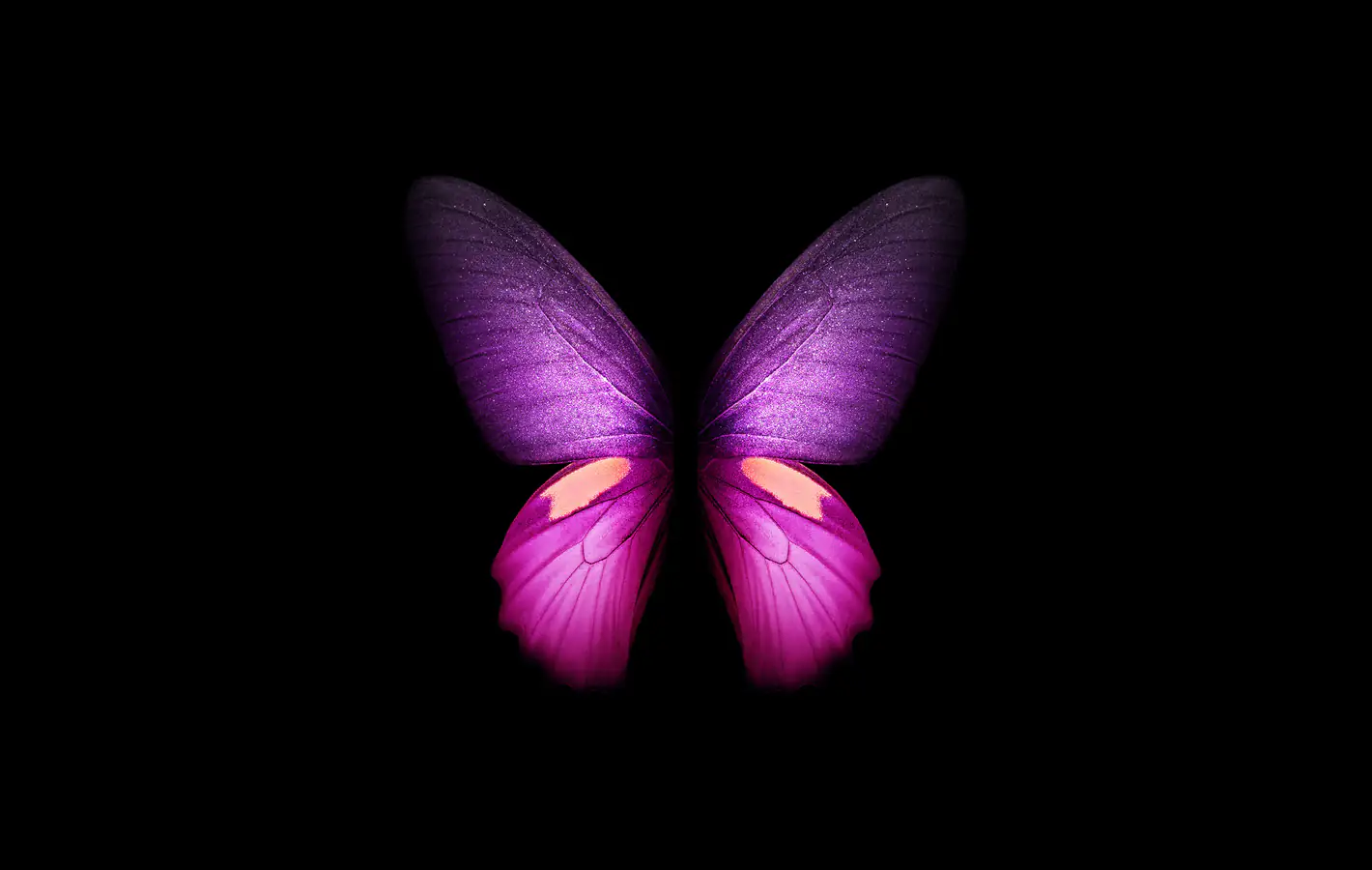 Purple butterfly with vibrant wings — desktop and phone wallpaper, free download