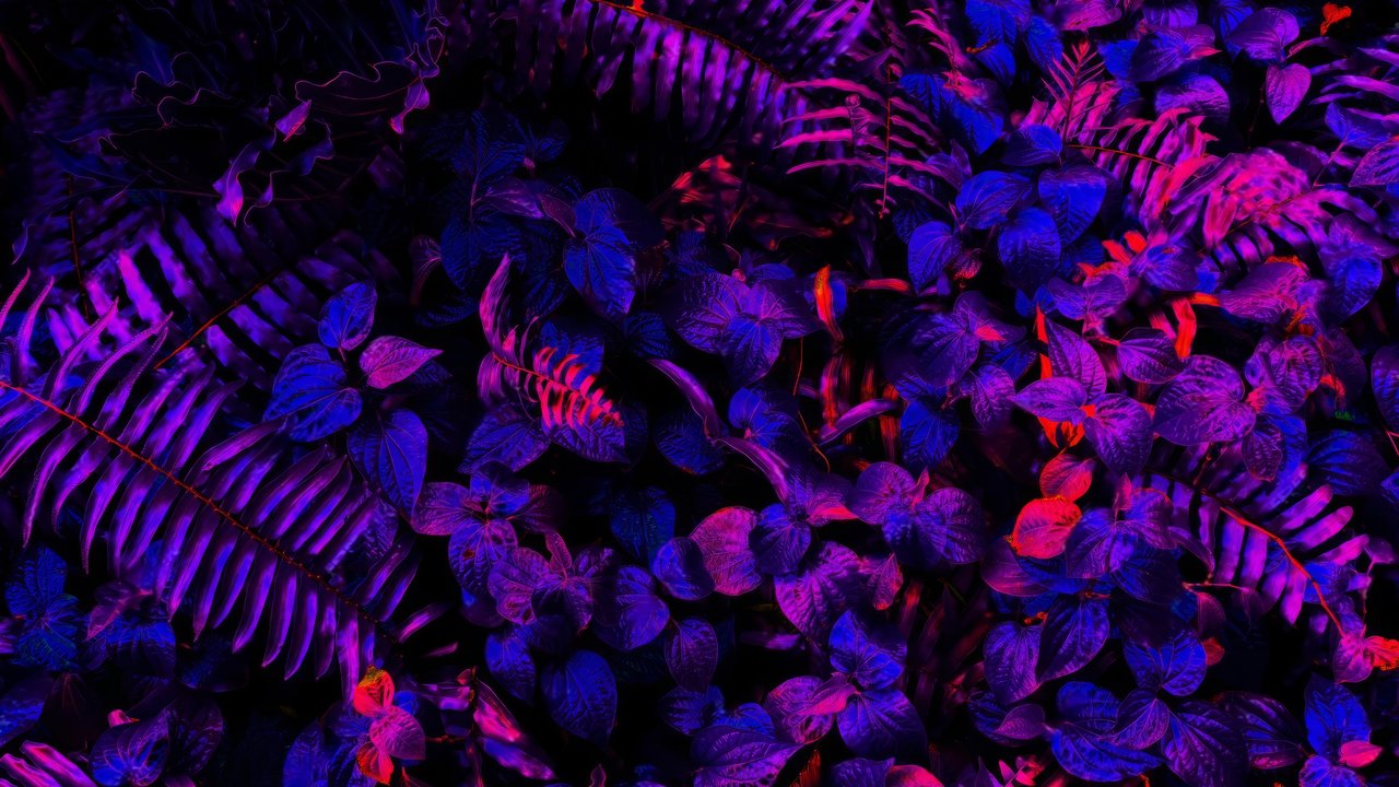 Neon illuminated tropical leaves - HDV 720p wallpapers in 1280x720 resolution
