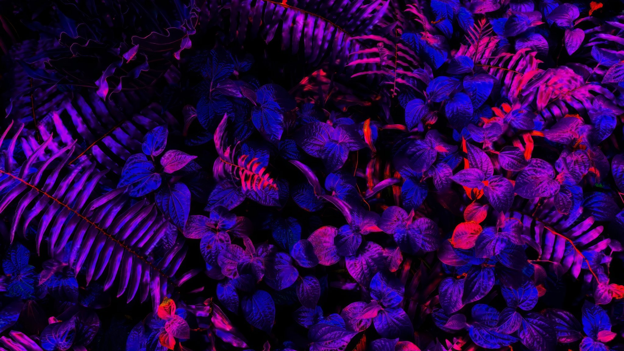 Neon illuminated tropical leaves - QWXGA wallpapers in 2048x1152 resolution