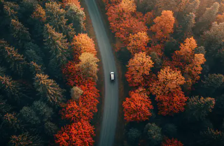 Nature wallpapers: forest, road, autumn, trees