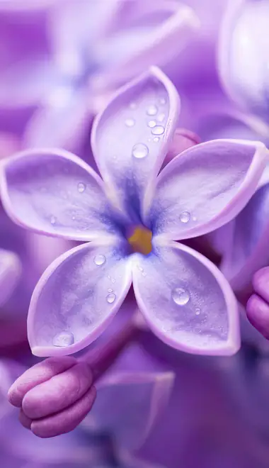 Wallpapers for iPhone 17 Pro/17/16 Pro (1206x2622): lilac bush, flowers, macro, close-up